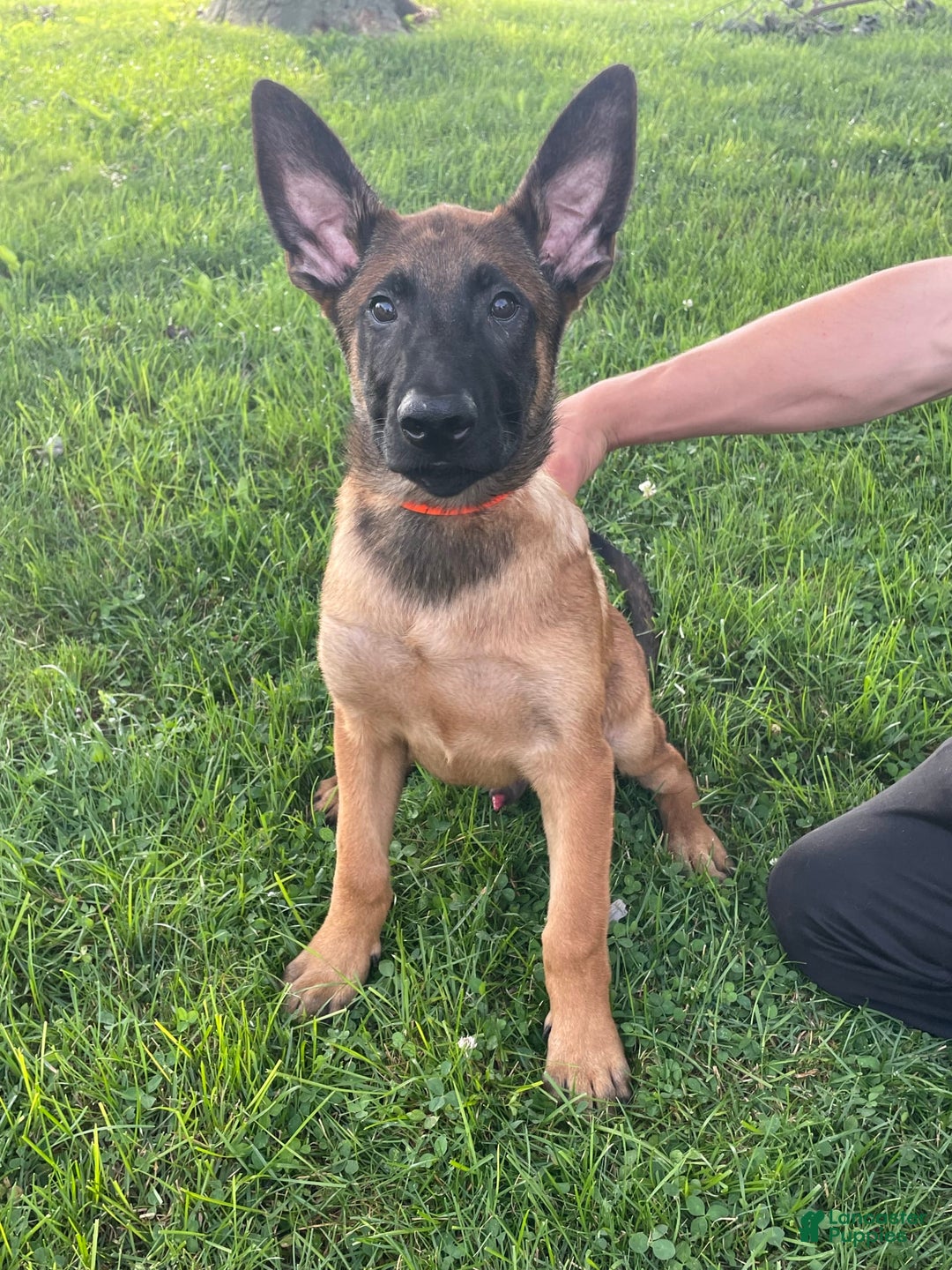 Belgian Malinois dogs for sale: Denny - Image 7
