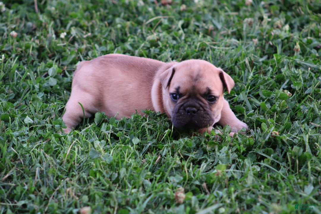 French Bulldog dogs for sale: Sheila - Image 1