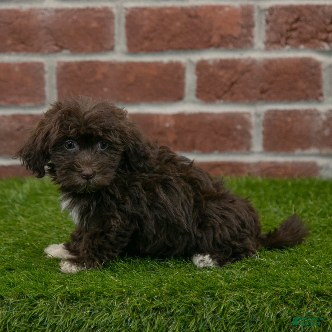 Havanese dogs for sale: Logan - Image 2