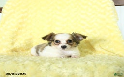 Chihuahua dogs for sale: Chihuahua 4 puppies - Image 12