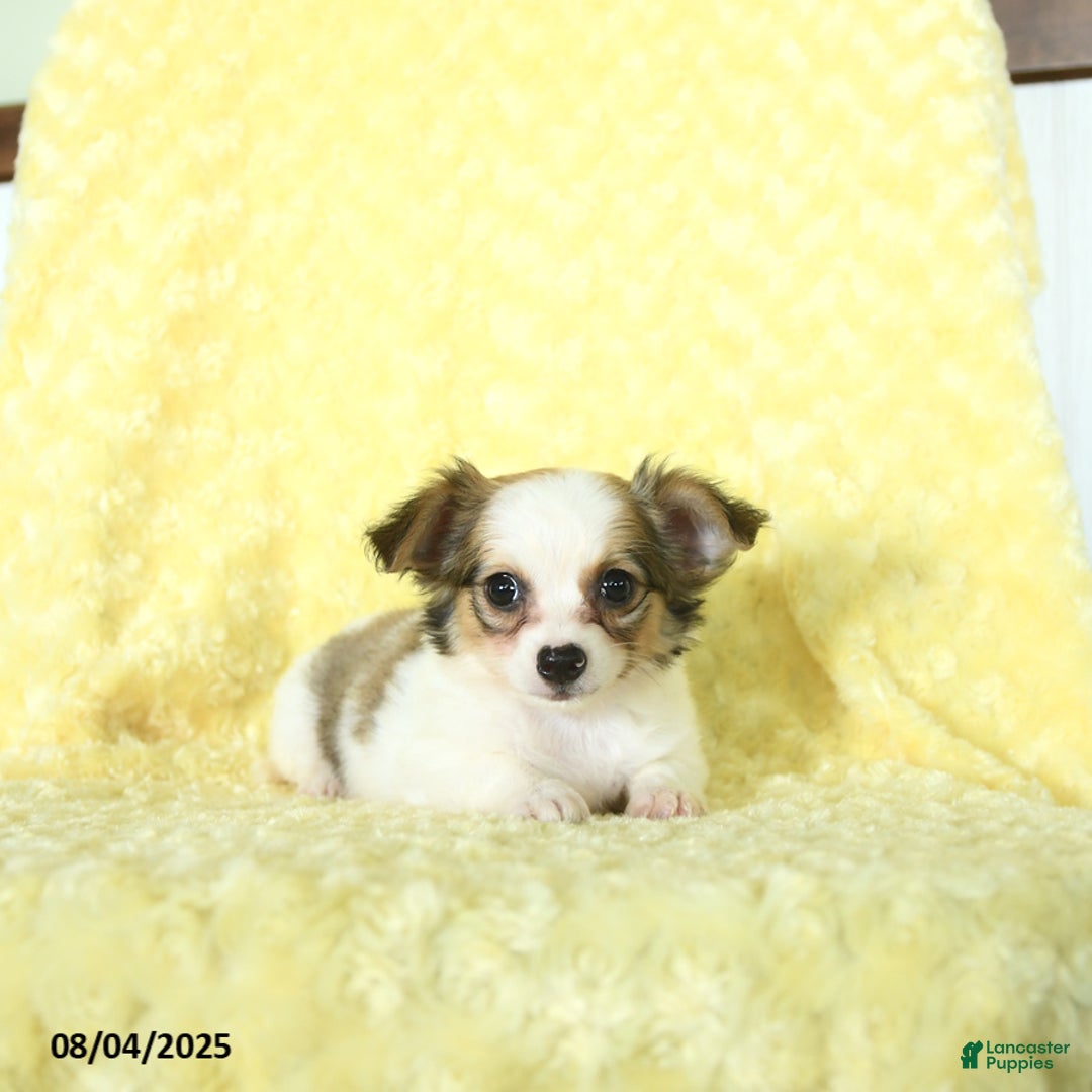 Chihuahua dogs for sale: Chihuahua 4 puppies - Image 12