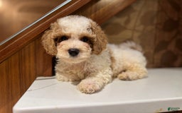 Cavapoo dogs for sale: Rocky - Image 2