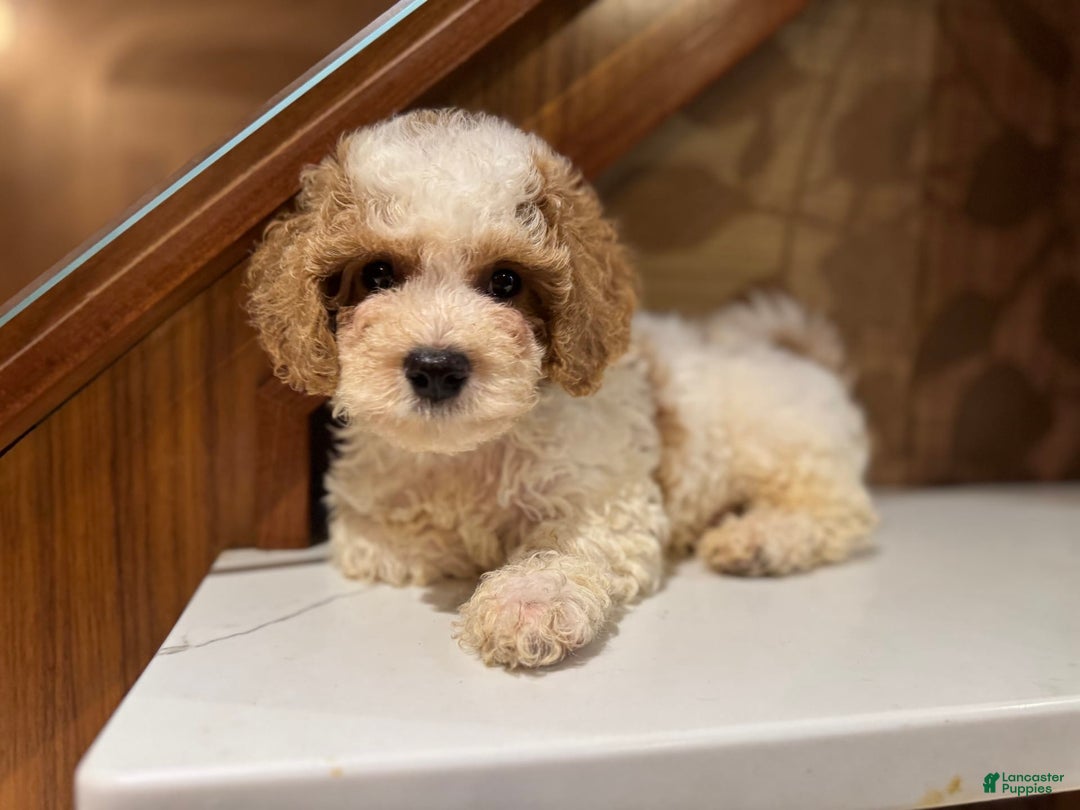 Cavapoo dogs for sale: Rocky - Image 2