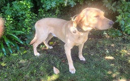 Labrador Retriever dogs for sale: 3 Yellow Males - Image 3