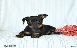 Miniature Pinscher dogs for sale: Bentley - Image 3
