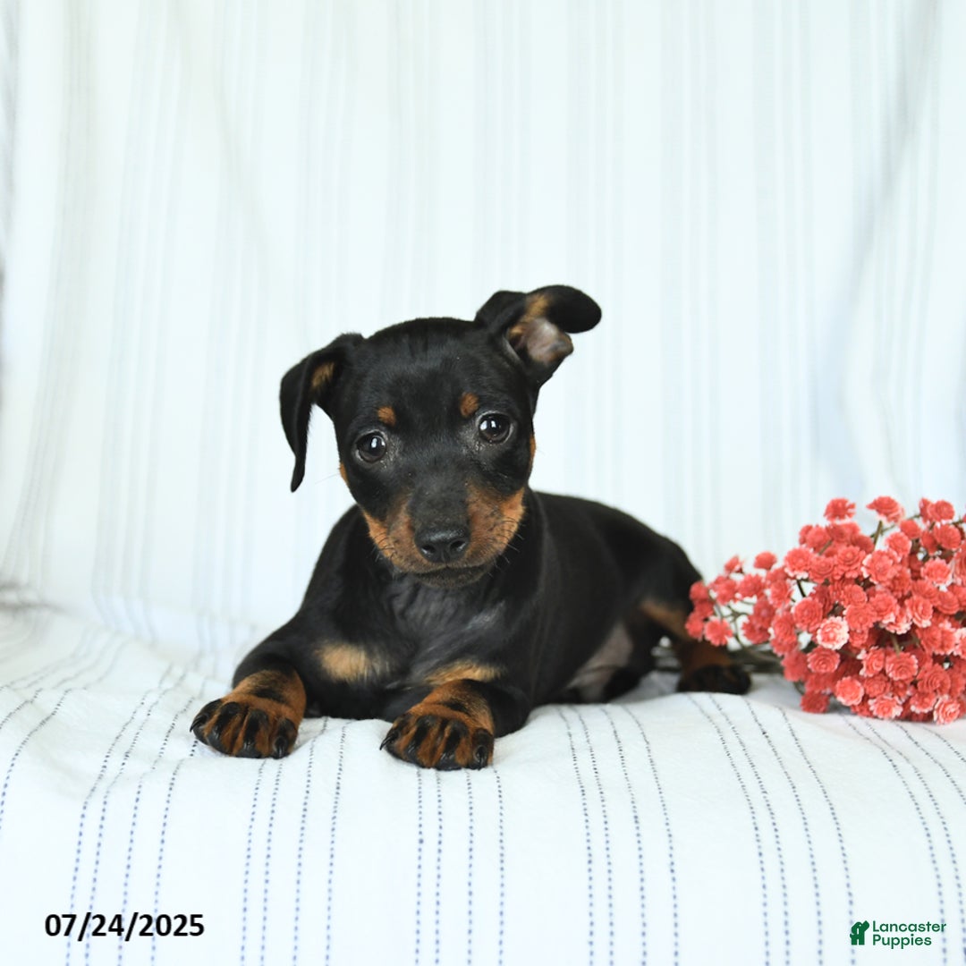 Miniature Pinscher dogs for sale: Bentley - Image 3