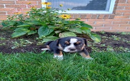 Olde English Bulldogge dogs for sale: Max - Image 6