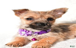 Cairn Terrier dogs for sale: Emmy - Image 4