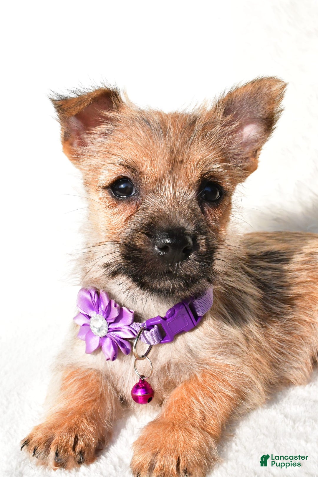 Cairn Terrier dogs for sale: Emmy - Image 4