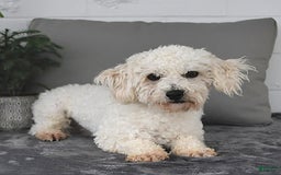Havanese dogs for sale: Cayden - Image 12