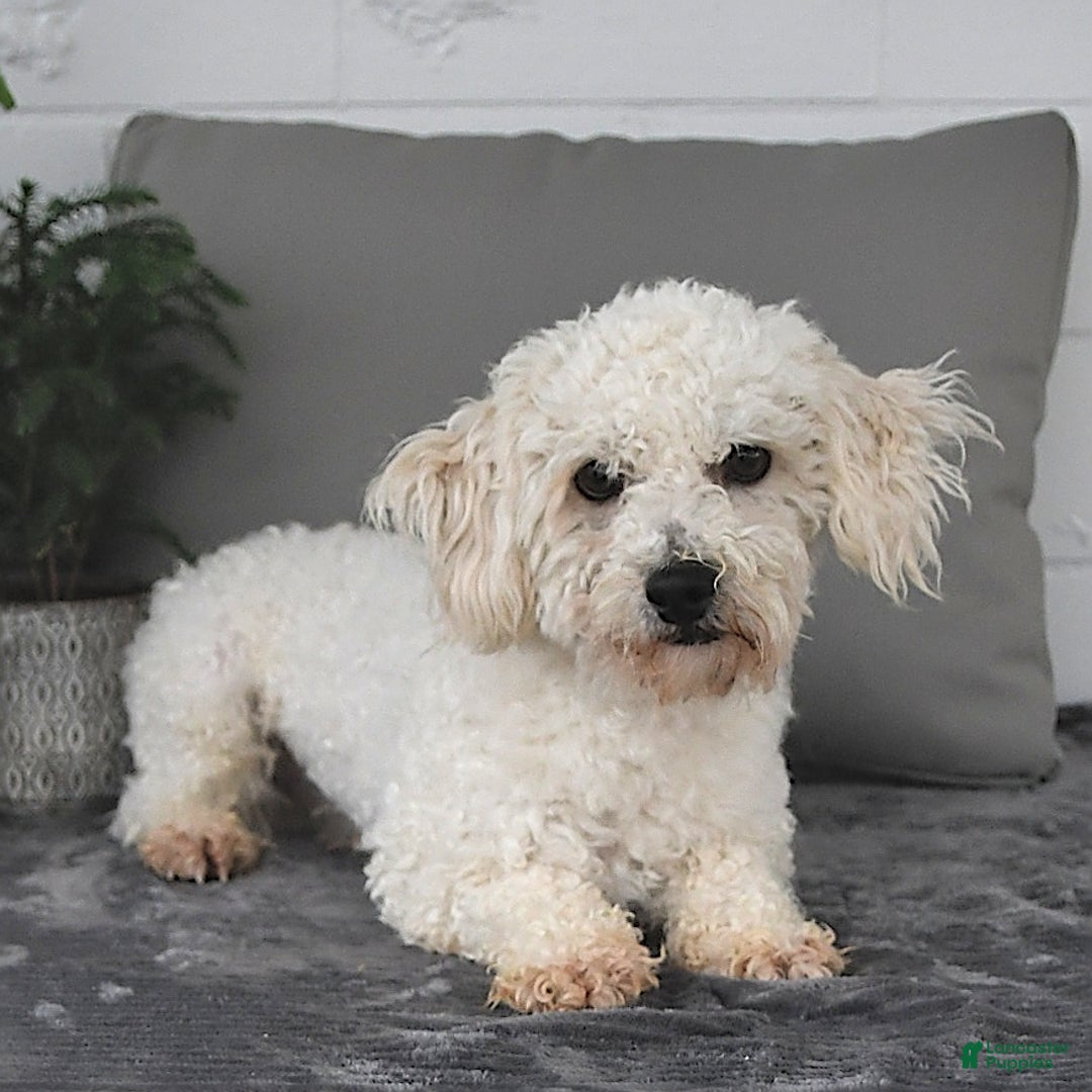 Havanese dogs for sale: Cayden - Image 12
