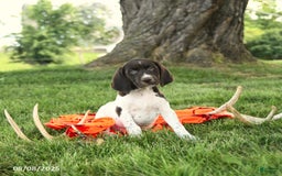 German Shorthaired Pointer dogs for sale: Barry AKC - Image 1
