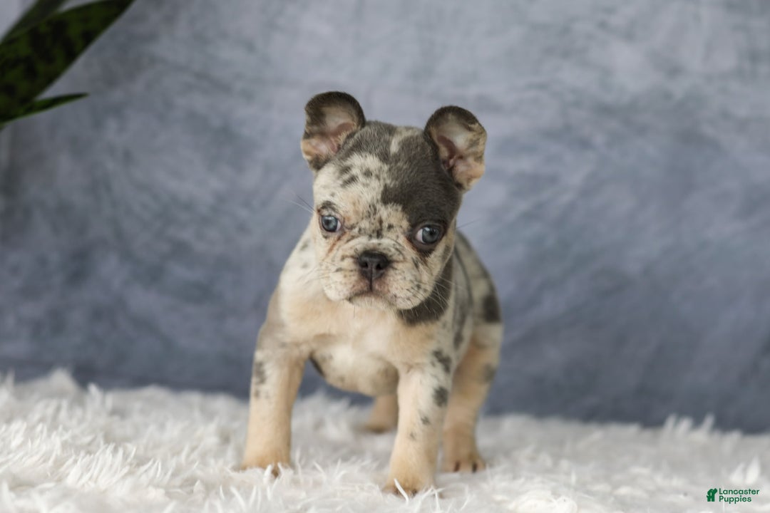 French Bulldog dogs for sale: Elsa - Image 7