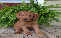 Goldendoodle dogs for sale: Ben - Image 19