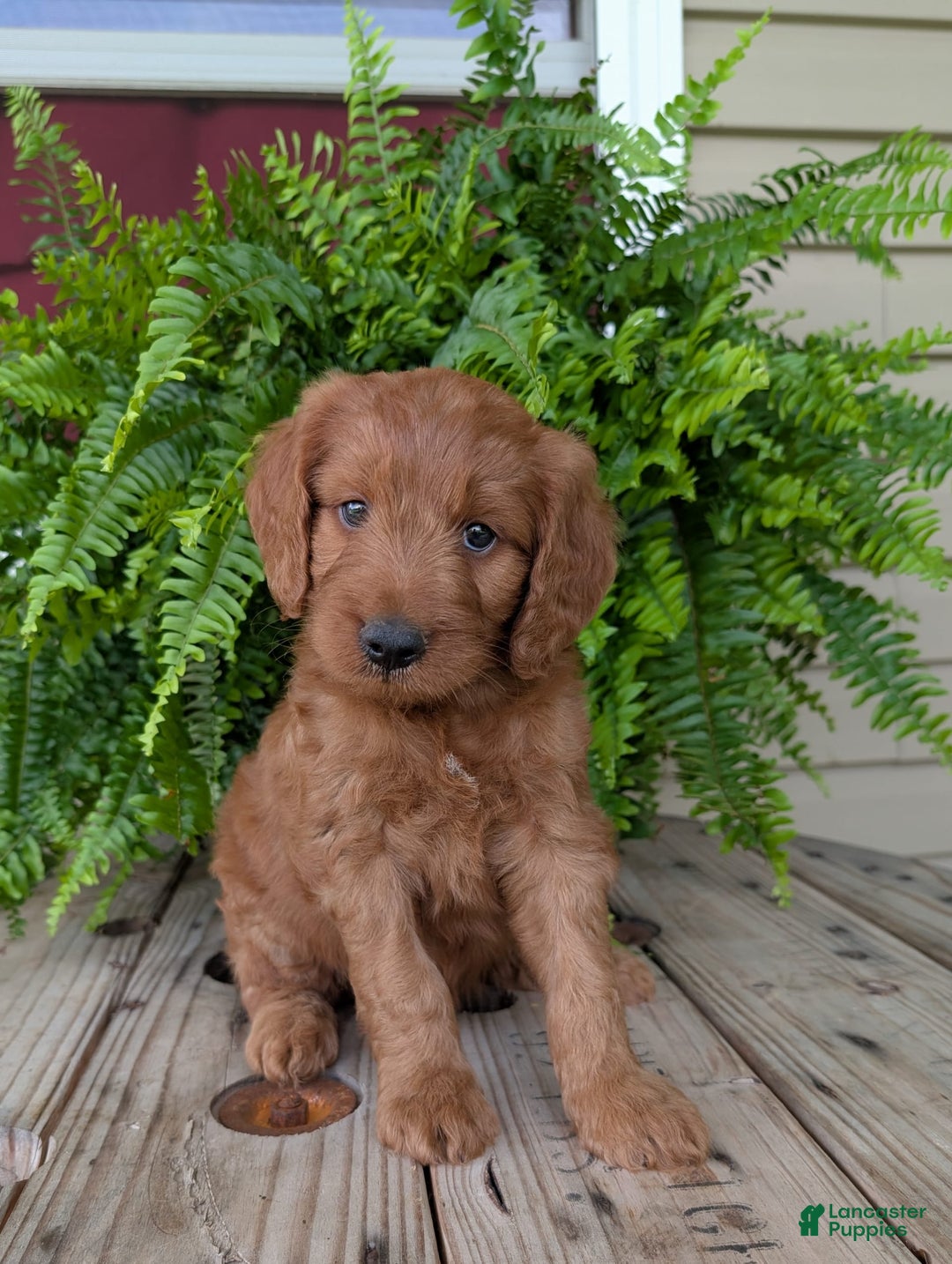 Goldendoodle dogs for sale: Ben - Image 19