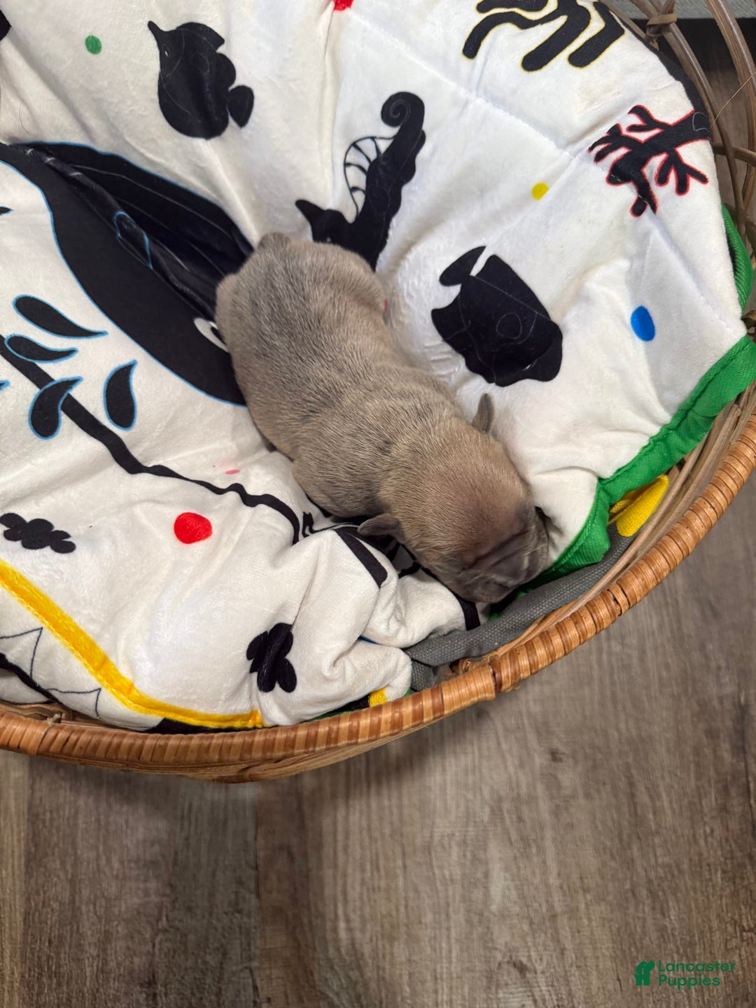 French Bulldog dogs for sale: Branch - Image 4