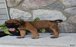 English Mastiff dogs for sale: Buck - Image 11