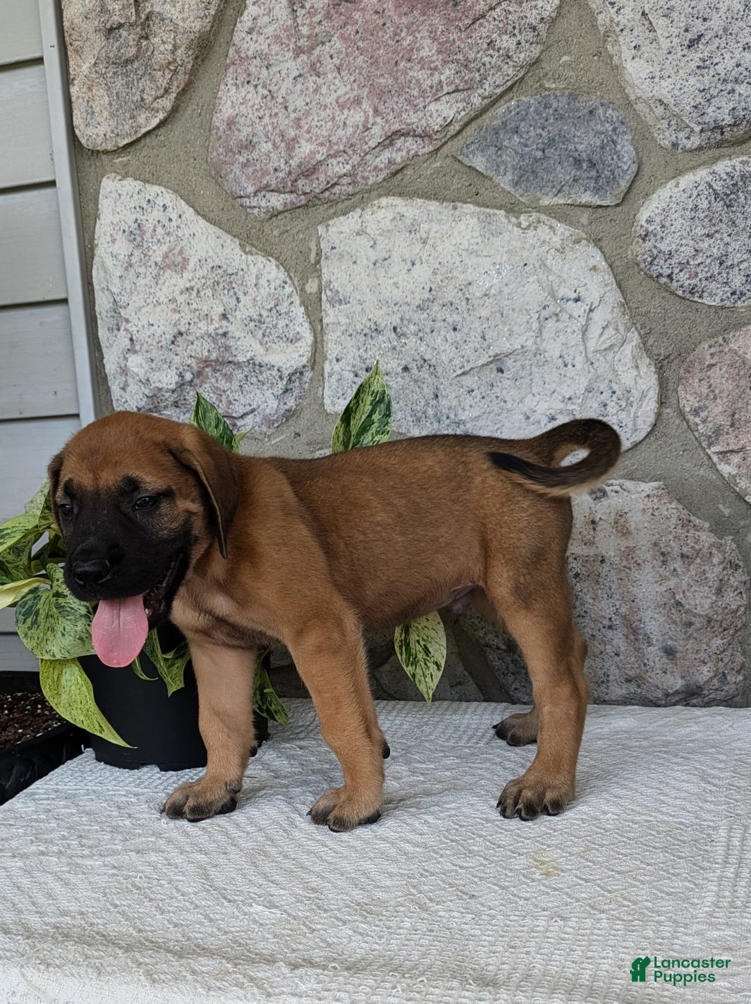 English Mastiff dogs for sale: Buck - Image 11