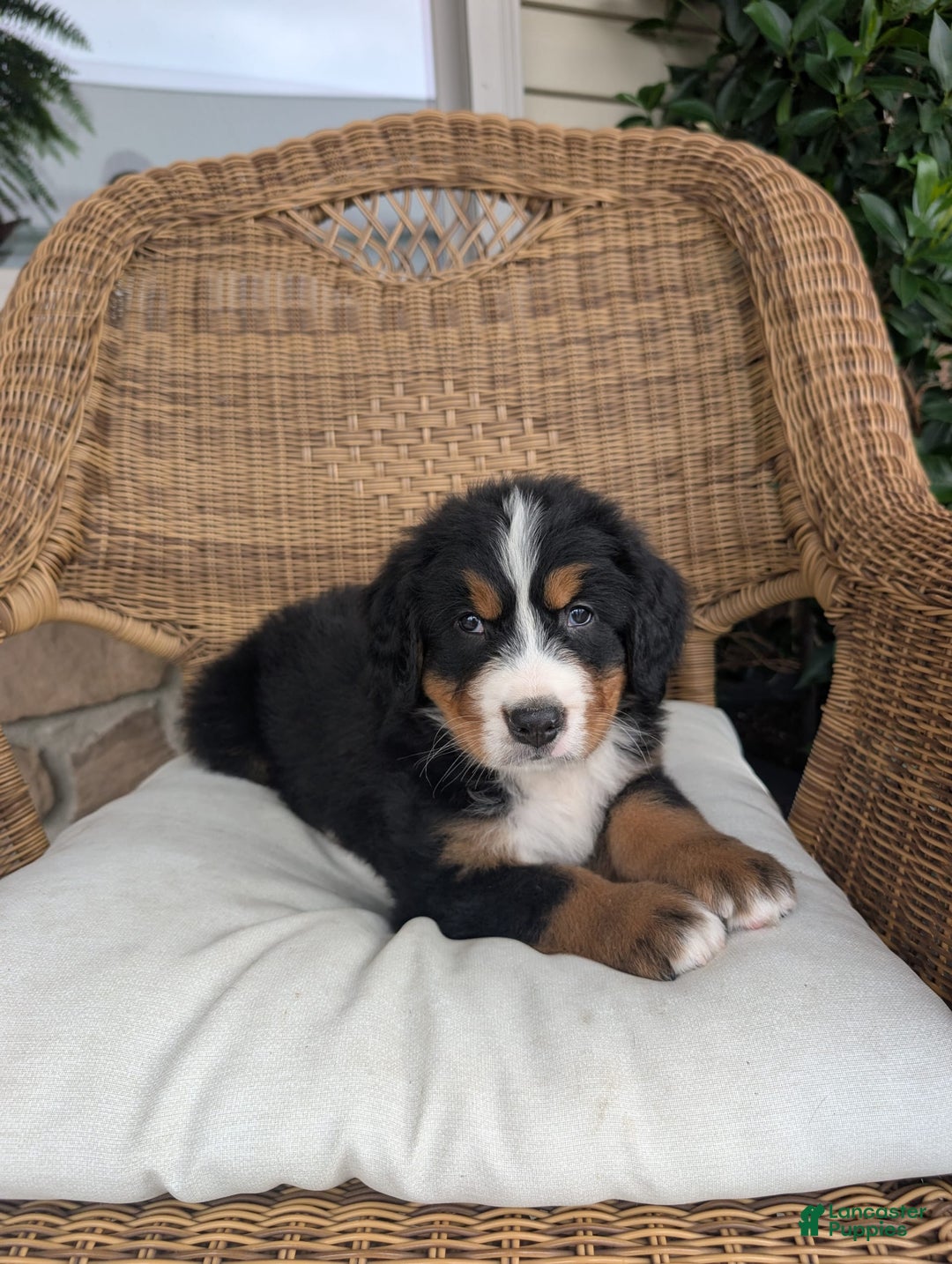 Bernese Mountain Dog dogs for sale: Buster - Image 2