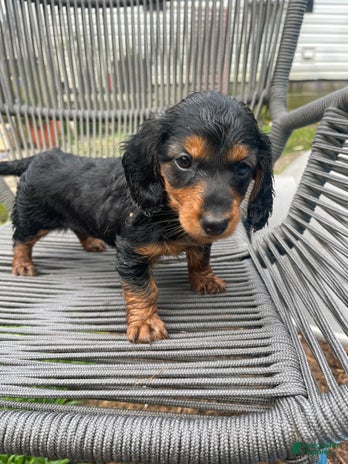 Dachshund dogs for sale - Ad 2