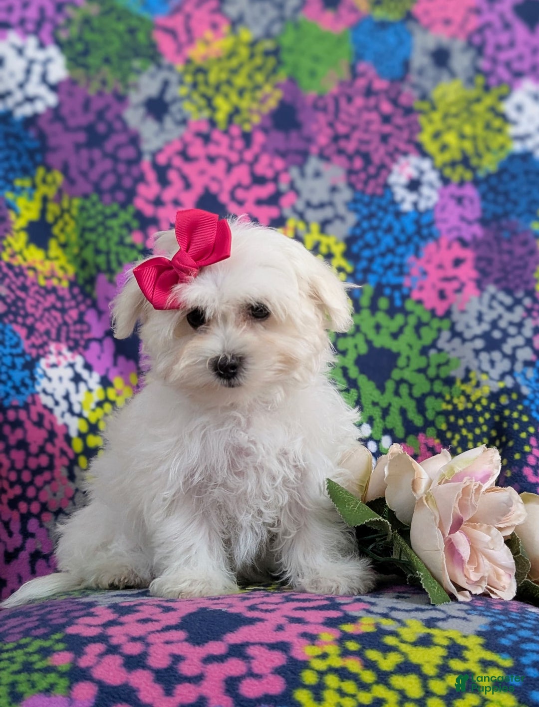 Maltese dogs for sale: Claudette Akc - Image 10