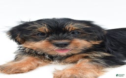 Shorkie dogs for sale: Natasha - Image 3