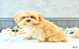 Maltipoo dogs for sale: Bella Extra Small - Image 2