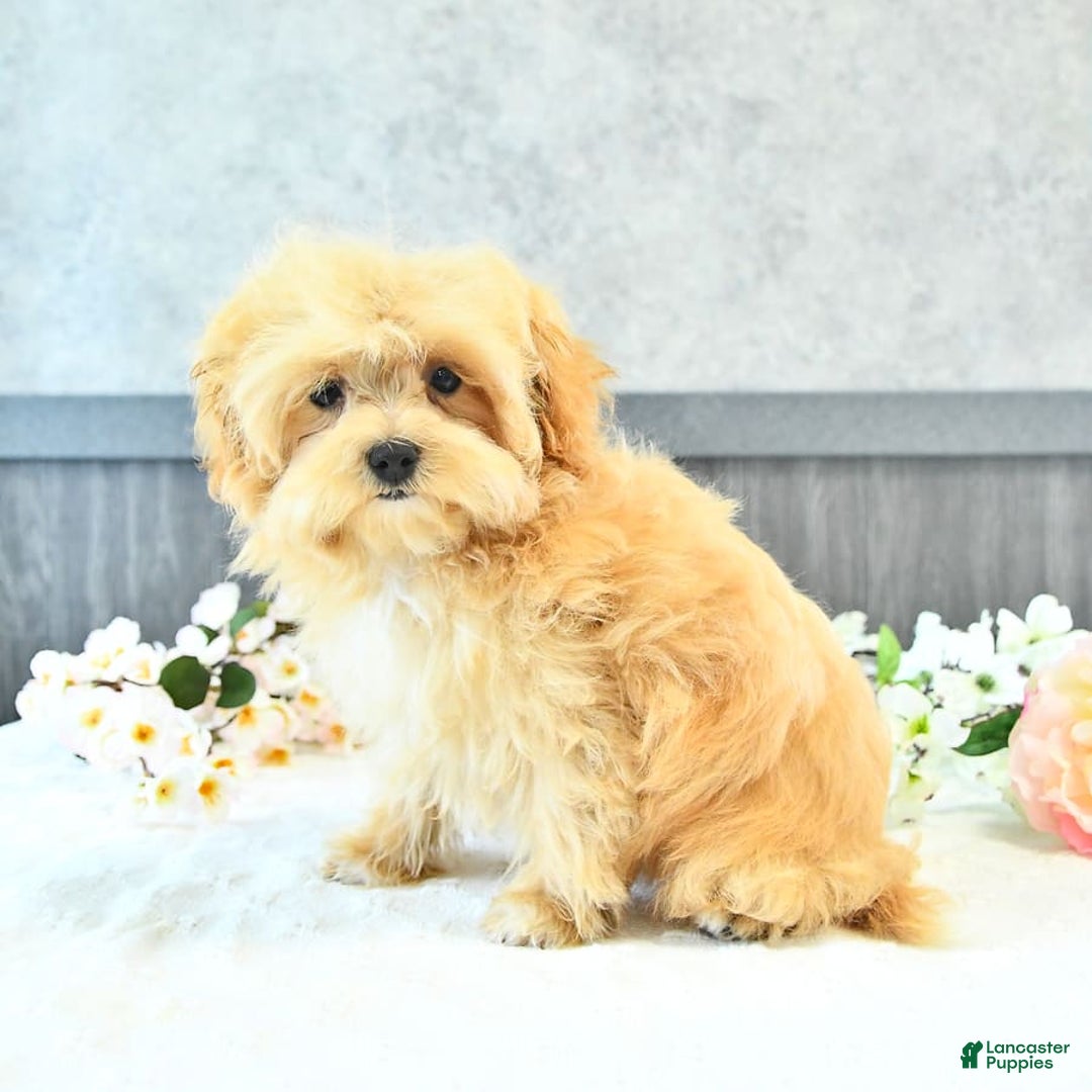 Maltipoo dogs for sale: Bella Extra Small - Image 2