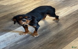 Cavalier King Charles Spaniel dogs for sale: Levi - Image 1