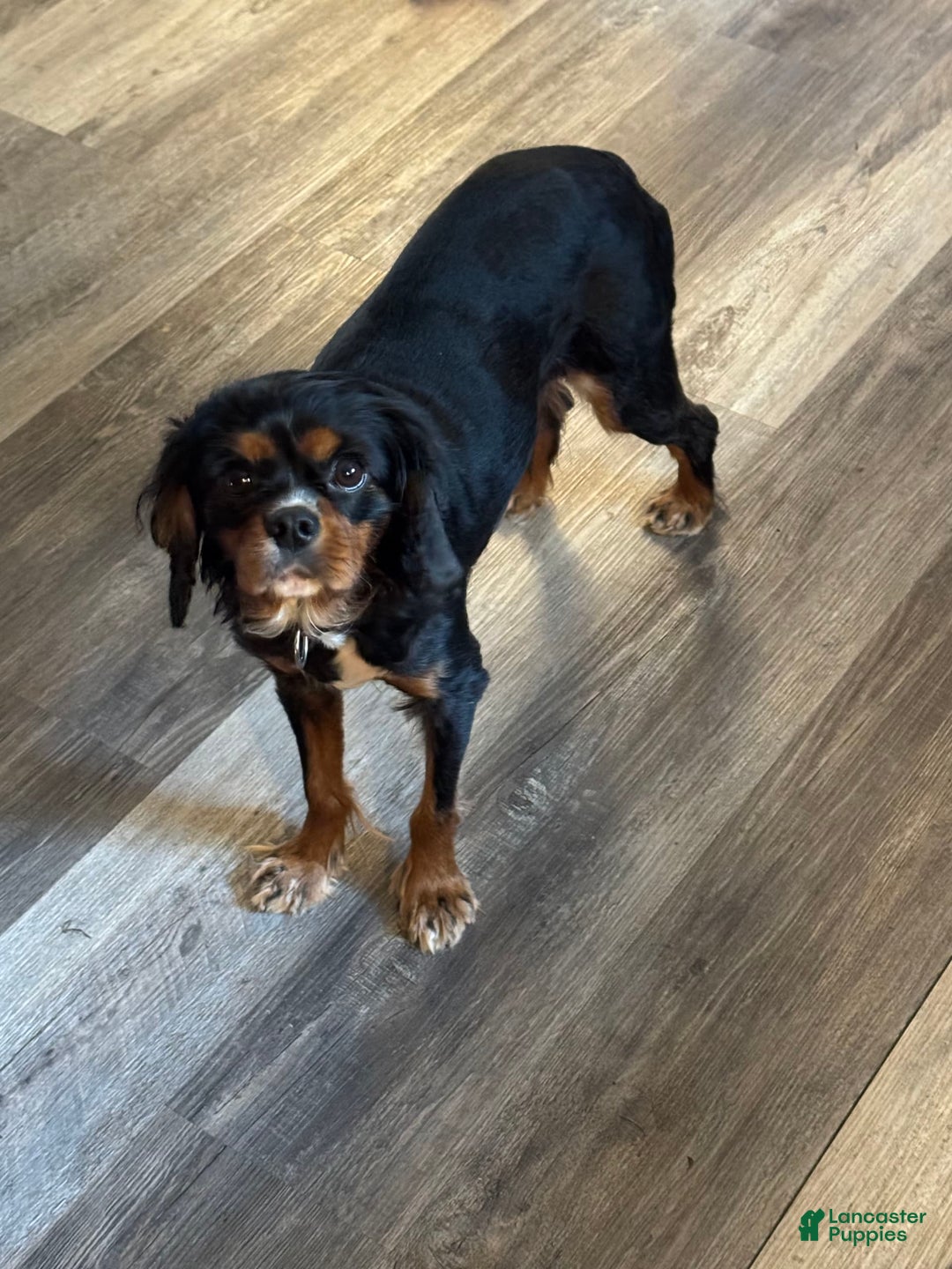 Cavalier King Charles Spaniel dogs for sale: Levi - Image 1