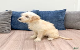 Mini Goldendoodle dogs for sale: Betty - Image 2