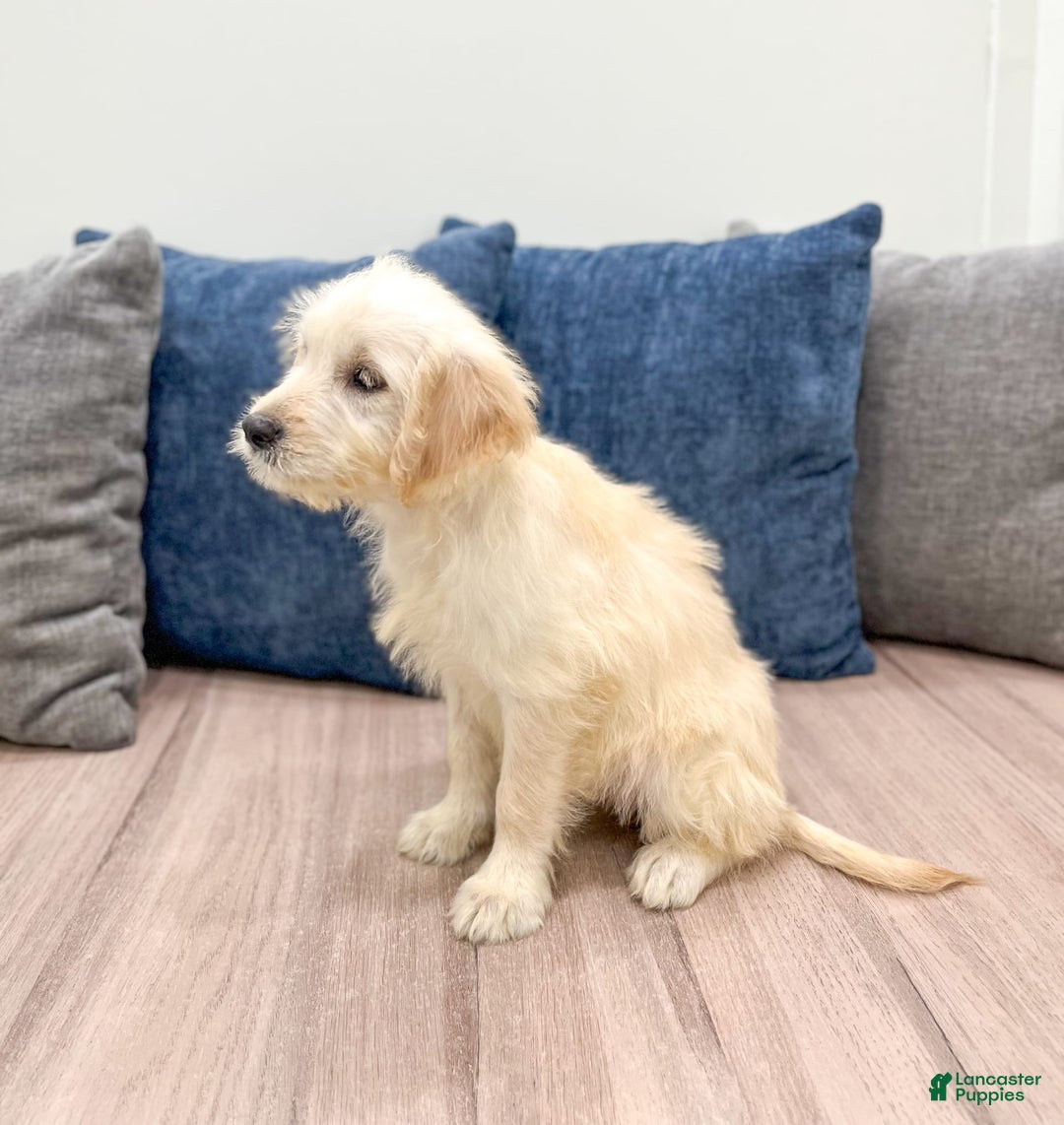 Mini Goldendoodle dogs for sale: Betty - Image 2