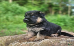German Shepherd dogs for sale: Kira - Image 14