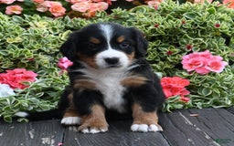 Bernese Mountain Dog dogs for sale: Ingrid - Image 1
