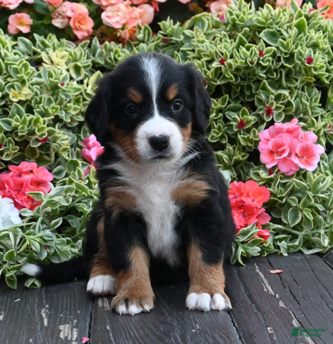 Bernese Mountain Dog dogs for sale: Ingrid - Image 1