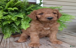 Goldendoodle dogs for sale: Dash - Image 15
