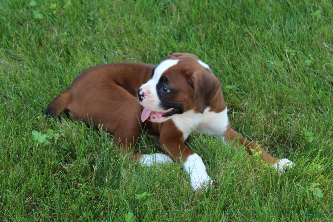 Boxer dogs for sale: Holly - Image 6
