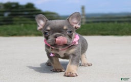 French Bulldog dogs for sale: French Bulldog 6 puppies - Image 3