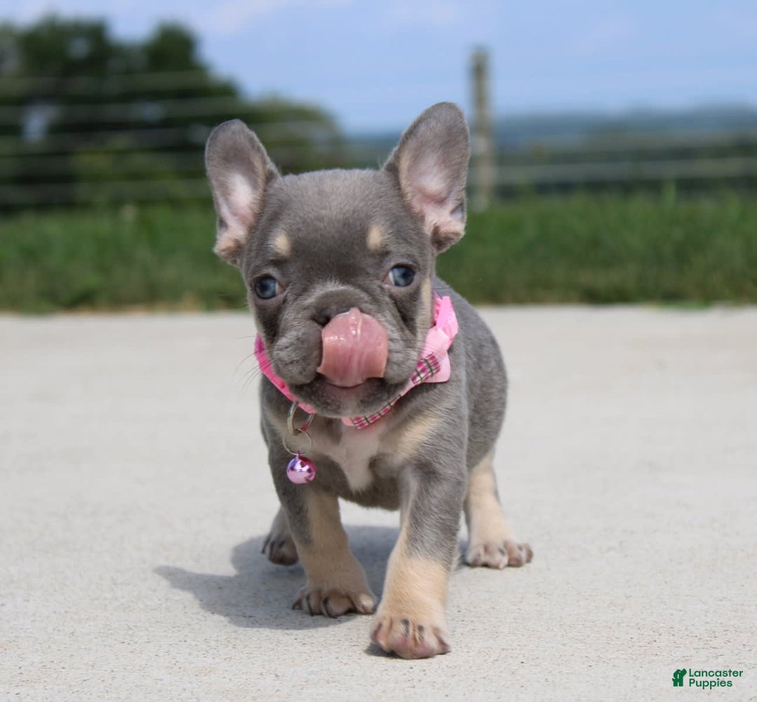 French Bulldog dogs for sale: French Bulldog 6 puppies - Image 3