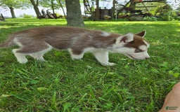 Siberian Husky dogs for sale: Hazel - Image 9