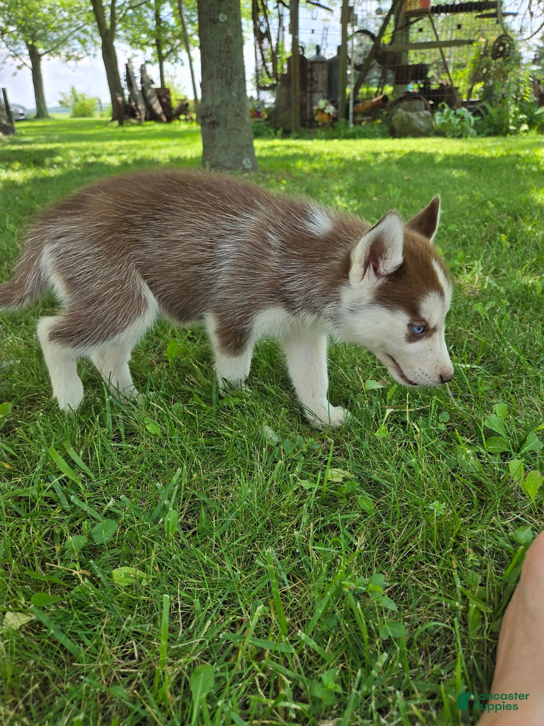 Siberian Husky dogs for sale: Hazel - Image 9