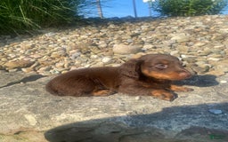 Miniature Dachshund dogs for sale: Beans - Image 10