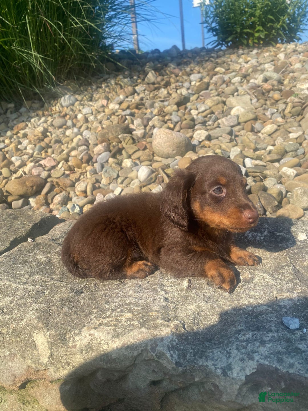 Miniature Dachshund dogs for sale: Beans - Image 10