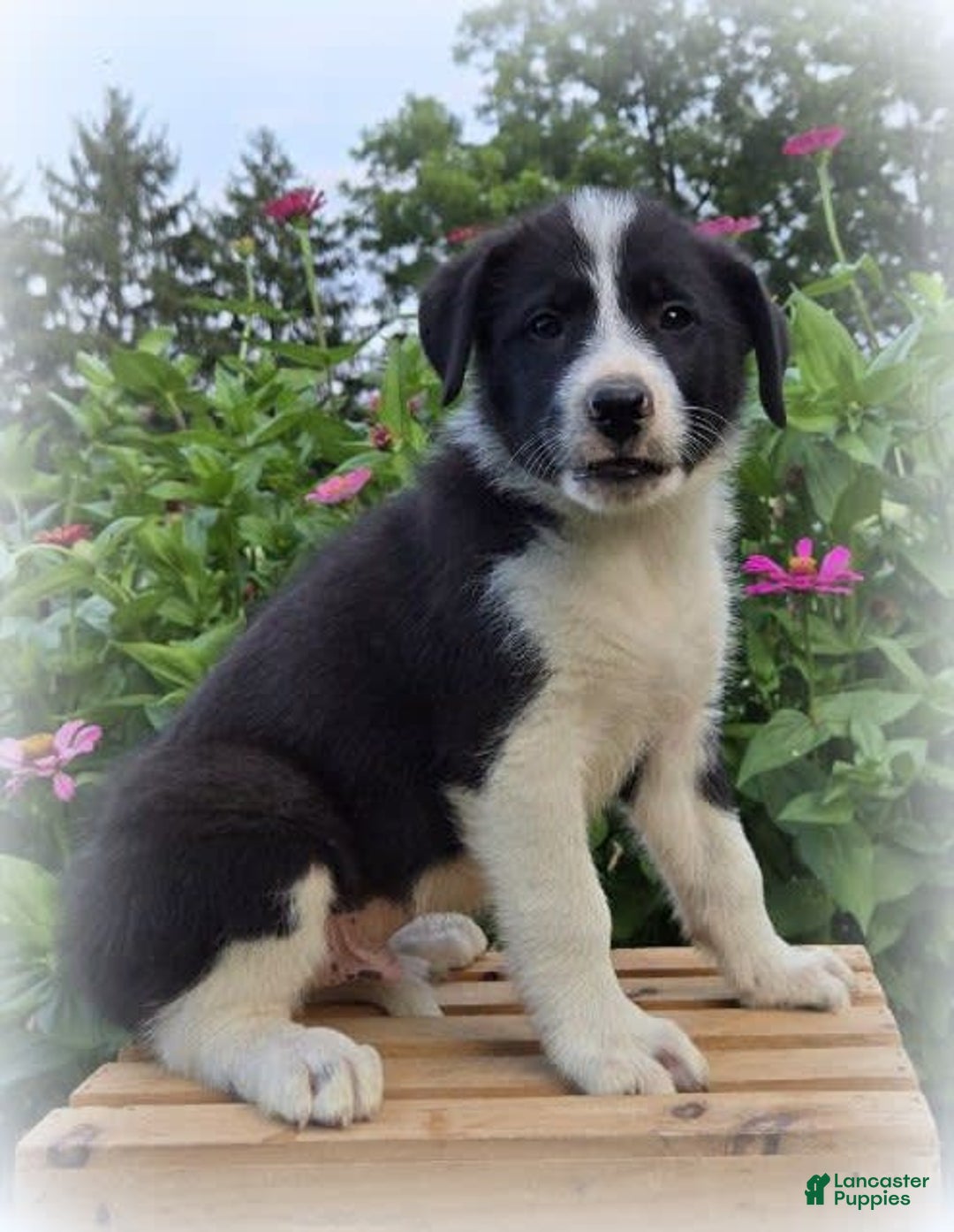 Great Pyrenees dogs for sale: Weston - Image 3