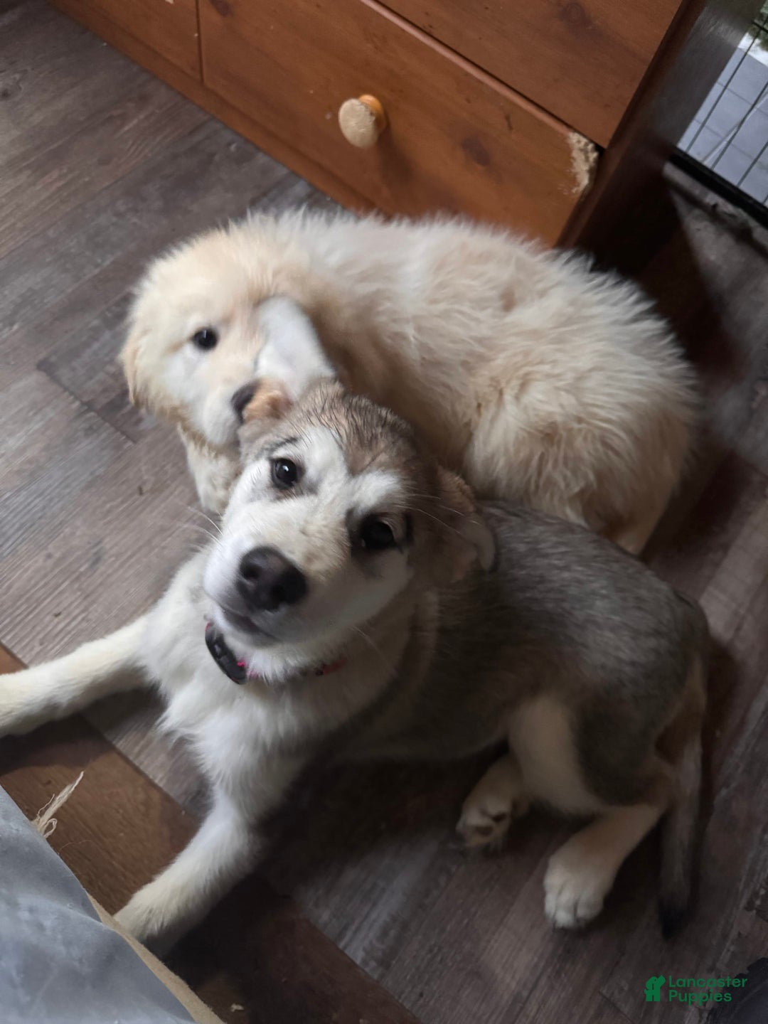 Alaskan Malamute dogs for sale: Lagertha - Image 5