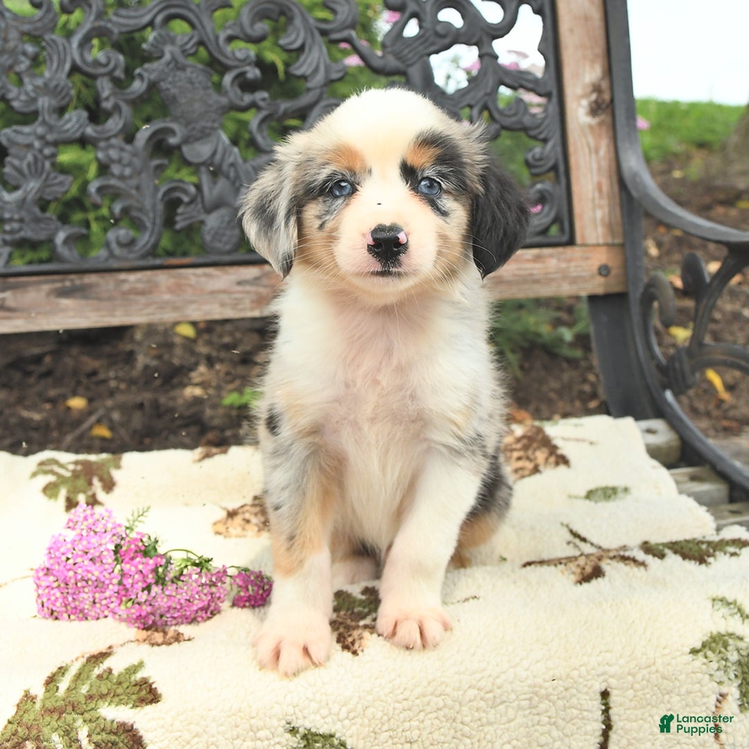 Miniature Australian Shepherd dogs for sale: Alex - Image 1