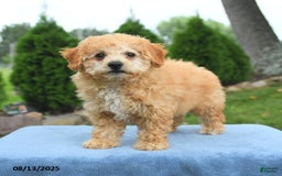 Bichpoo dogs for sale: Annie - Image 2
