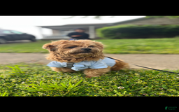 Miniature Poodle dogs for sale: Sonic - Image 26
