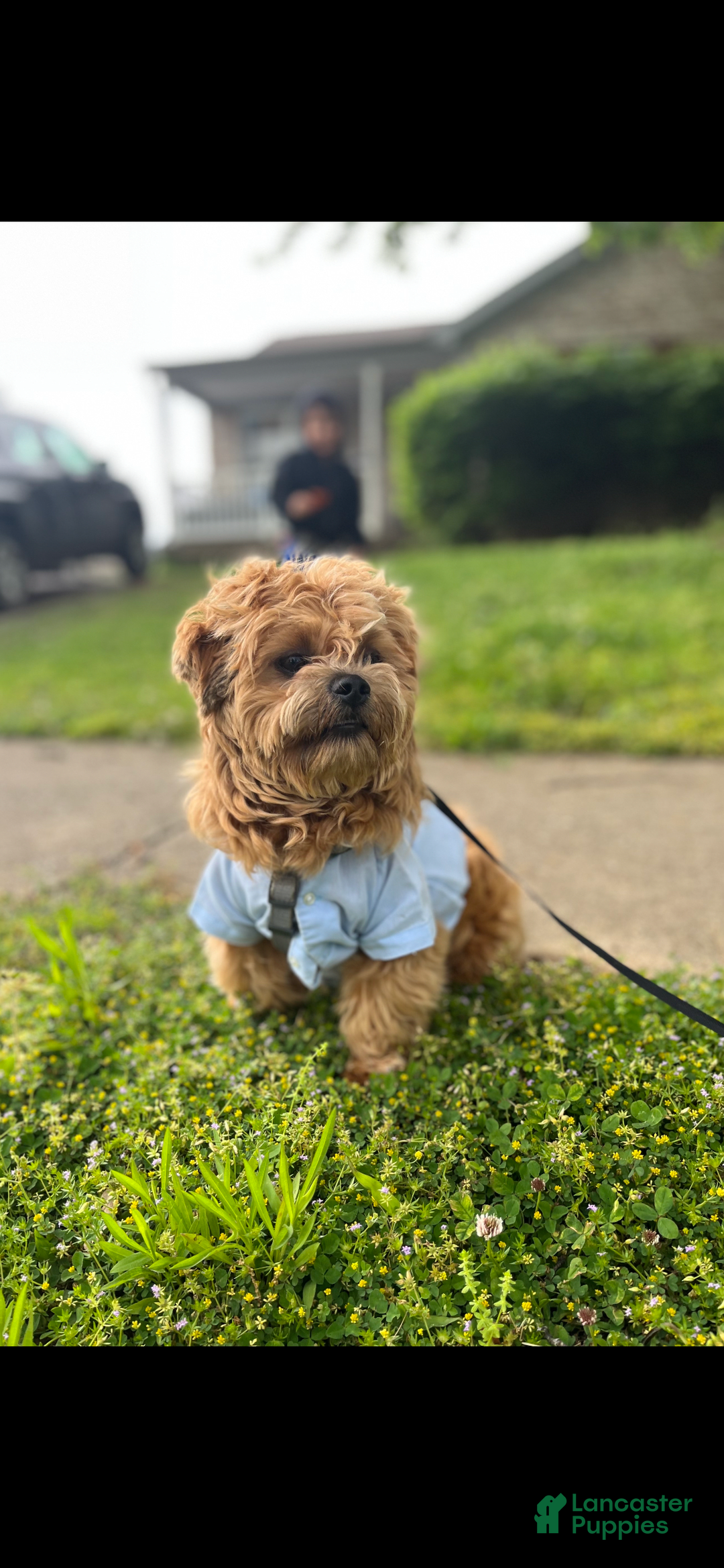 Miniature Poodle dogs for sale: Sonic - Image 26