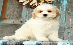Cavapoo dogs for sale: Brady - Image 7